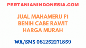 Jual Mahameru F1 Benih Cabe Rawit Harga Murah