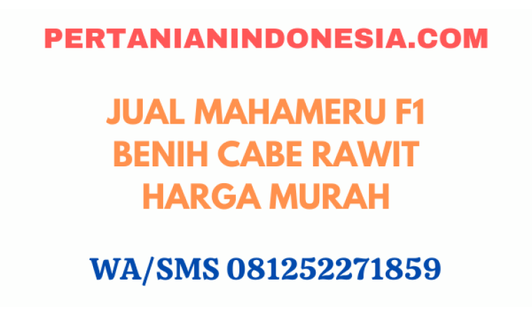 Jual Mahameru F1 Benih Cabe Rawit Harga Murah