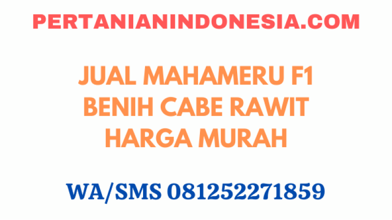 Jual Mahameru F1 Benih Cabe Rawit Harga Murah