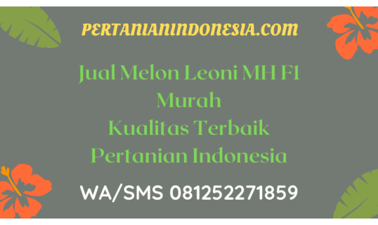 Jual Melon Leoni MH F1 Murah Kualitas Terbaik Pertanian Indonesia