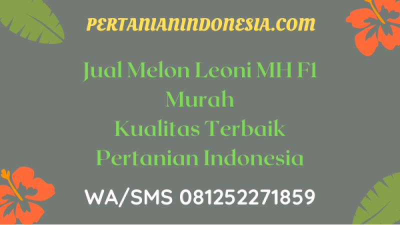 Jual Melon Leoni MH F1 Murah Kualitas Terbaik Pertanian Indonesia