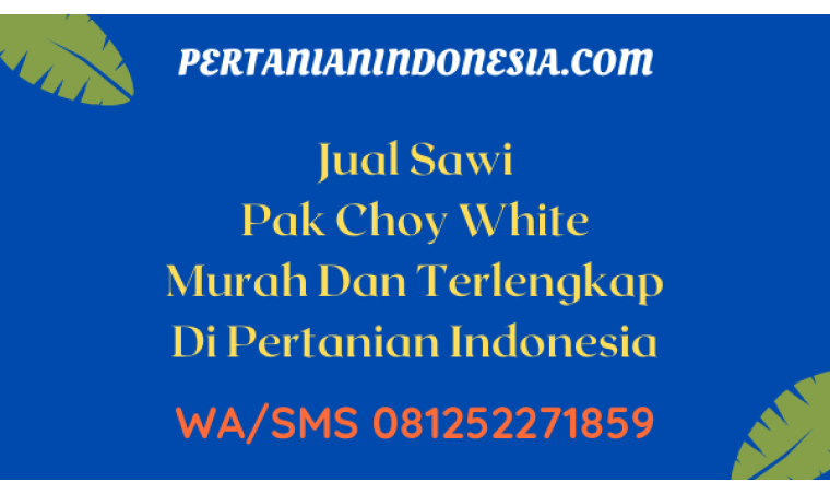 Jual Sawi Pak Choy White Murah Dan Terlengkap Di Pertanian Indonesia
