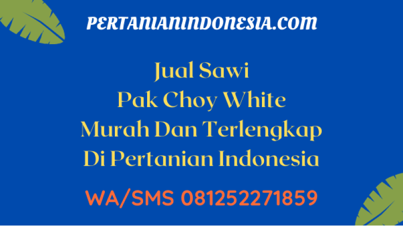 Jual Sawi Pak Choy White Murah Dan Terlengkap Di Pertanian Indonesia