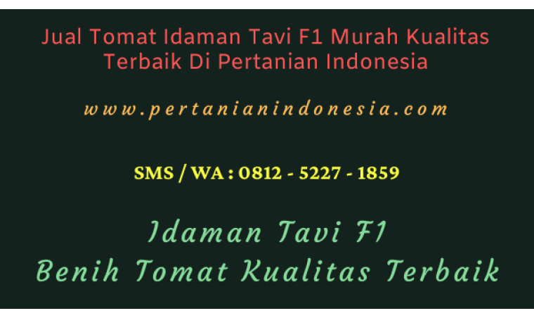 Jual Tomat Idaman Tavi F1 Murah Kualitas Terbaik Di Pertanian Indonesia
