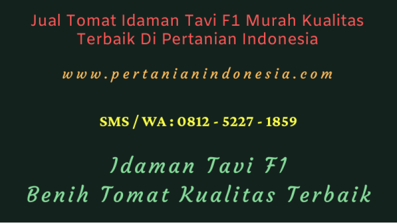 Jual Tomat Idaman Tavi F1 Murah Kualitas Terbaik Di Pertanian Indonesia