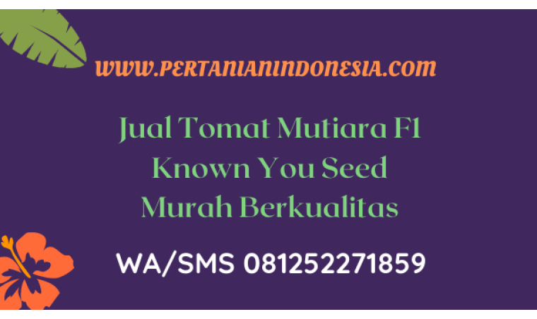 Jual Tomat Mutiara F1 Known You Seed Berkualitas Harga Murah