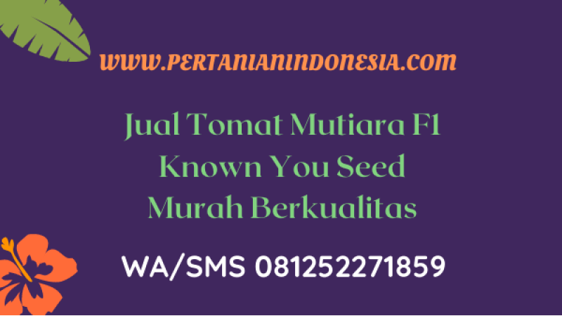 Jual Tomat Mutiara F1 Known You Seed Berkualitas Harga Murah