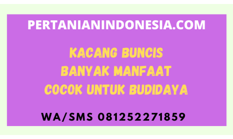 Kacang Buncis Banyak Manfaat Cocok Untuk Budidaya
