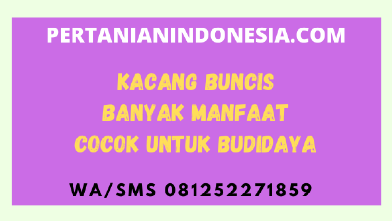 Kacang Buncis Banyak Manfaat Cocok Untuk Budidaya