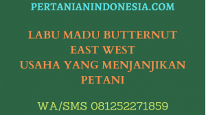 LABU MADU BUTTERNUT EAST WEST USAHA YANG MENJANJIKAN PETANI