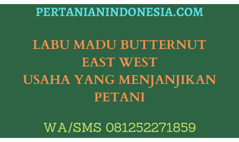 LABU MADU BUTTERNUT EAST WEST USAHA YANG MENJANJIKAN PETANI