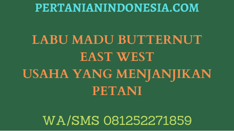 LABU MADU BUTTERNUT EAST WEST USAHA YANG MENJANJIKAN PETANI