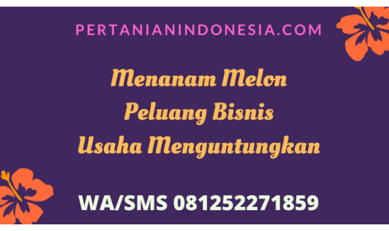 Menanam Melon Peluang Bisnis Usaha Menguntungkan