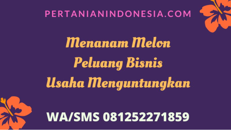 Menanam Melon Peluang Bisnis Usaha Menguntungkan