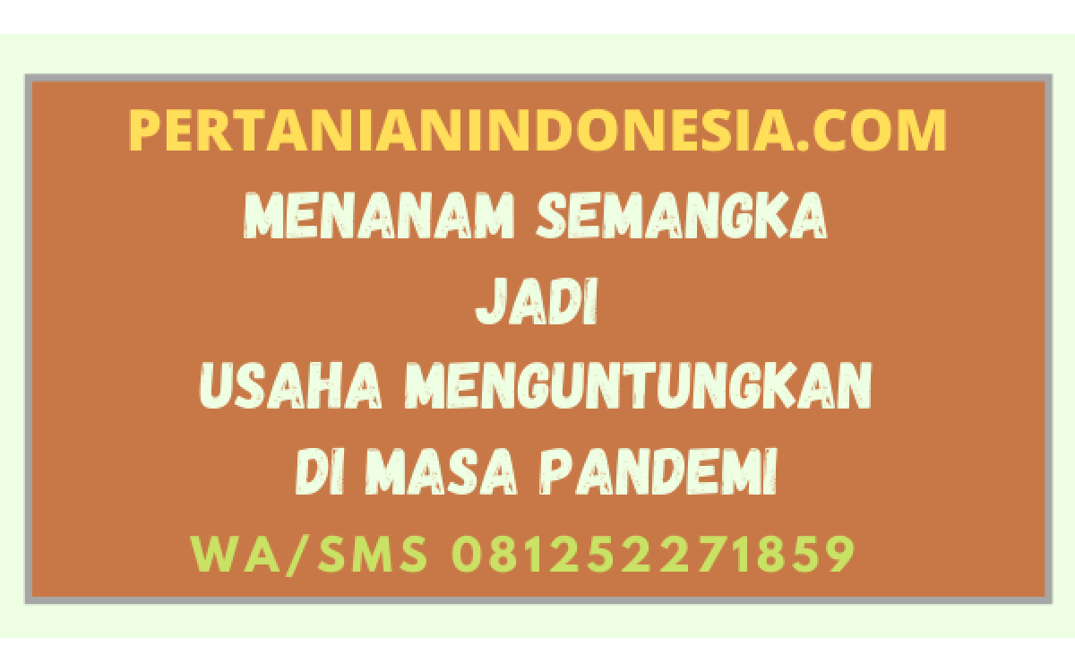 Menanam Semangka Jadi Usaha Menguntungkan Di Masa Pandemi