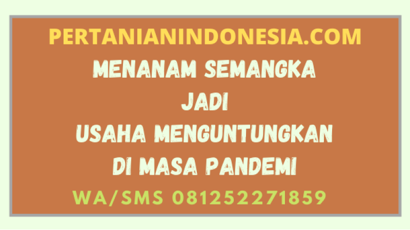 Menanam Semangka Jadi Usaha Menguntungkan Di Masa Pandemi