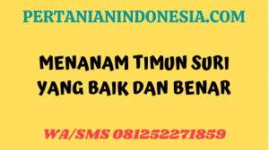 Menanam Timun Suri Yang Baik Dan Benar