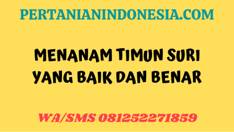 Menanam Timun Suri Yang Baik Dan Benar
