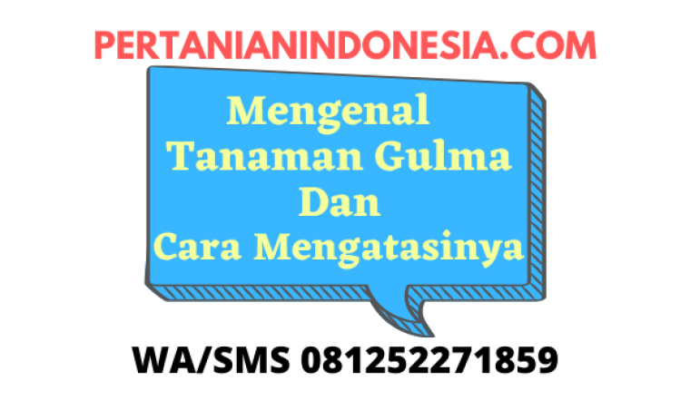 Mengenal Tanaman Gulma Dan Cara Mengatasinya