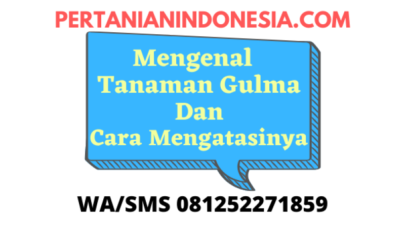 Mengenal Tanaman Gulma Dan Cara Mengatasinya