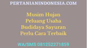 Musim Hujan Peluang Usaha Budidaya Sayuran Perlu Cara Terbaik