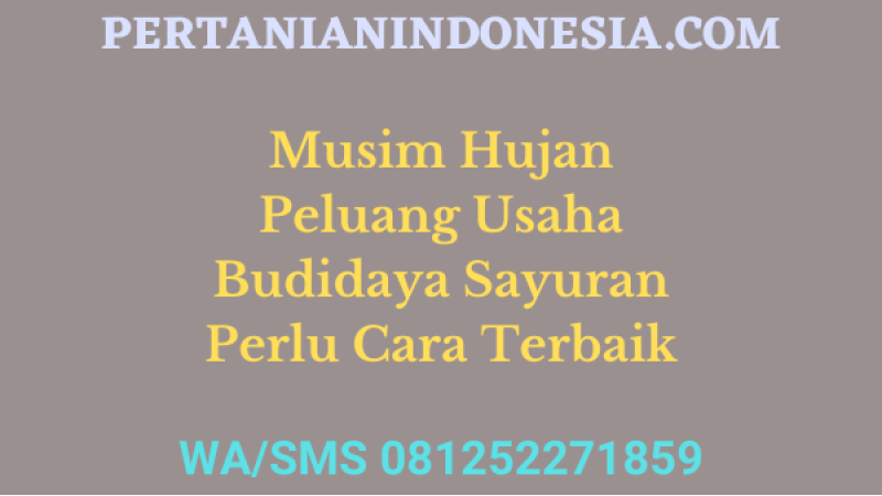 Musim Hujan Peluang Usaha Budidaya Sayuran Perlu Cara Terbaik