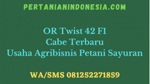OR Twist 42 F1 Cabe Terbaru Usaha Agribisnis Petani Sayuran