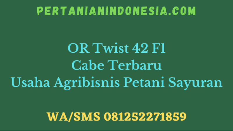 OR Twist 42 F1 Cabe Terbaru Usaha Agribisnis Petani Sayuran