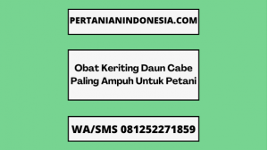 Obat Keriting Daun Cabe Paling Ampuh Untuk Petani