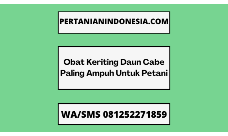 Obat Keriting Daun Cabe Paling Ampuh Untuk Petani