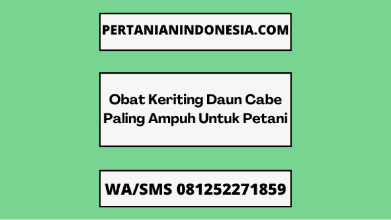 Obat Keriting Daun Cabe Paling Ampuh Untuk Petani