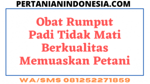 Obat Rumput Padi Tidak Mati Berkualitas Memuaskan Petani