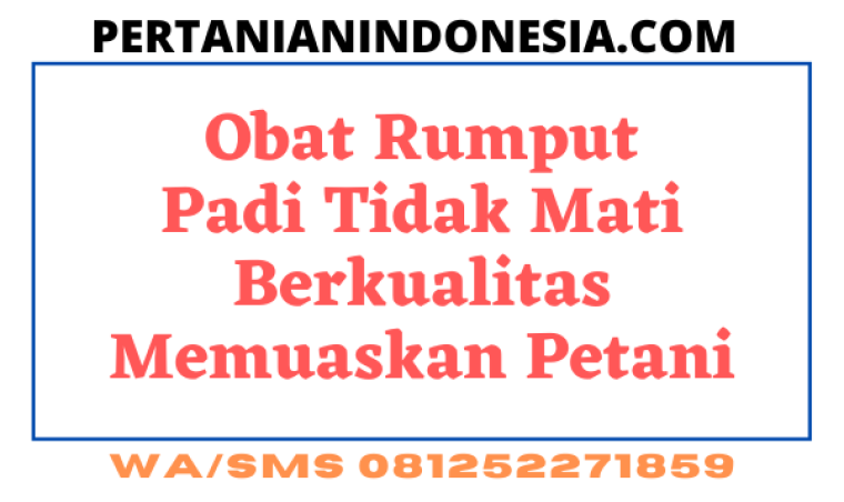 Obat Rumput Padi Tidak Mati Berkualitas Memuaskan Petani