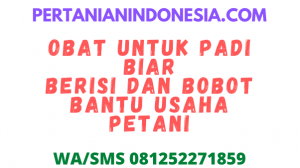Obat Untuk Padi Biar Berisi Dan Bobot Bantu Usaha Petani