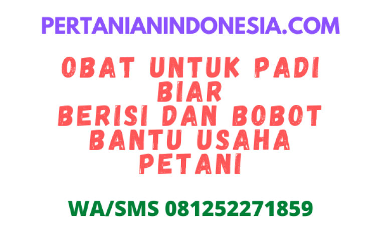 Obat Untuk Padi Biar Berisi Dan Bobot Bantu Usaha Petani