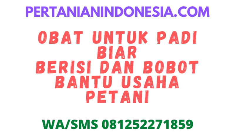 Obat Untuk Padi Biar Berisi Dan Bobot Bantu Usaha Petani
