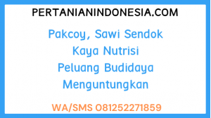 Pakcoy, Sawi Sendok Kaya Nutrisi Peluang Budidaya Menguntungkan