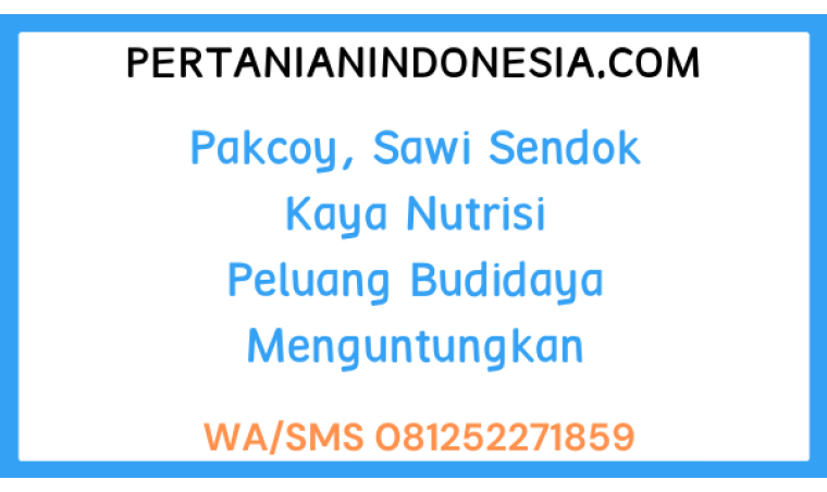Pakcoy, Sawi Sendok Kaya Nutrisi Peluang Budidaya Menguntungkan