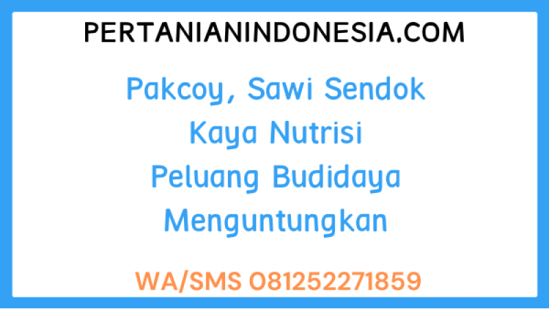 Pakcoy, Sawi Sendok Kaya Nutrisi Peluang Budidaya Menguntungkan