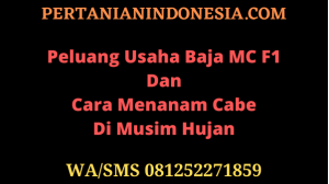 Peluang Usaha Baja MC F1 Dan Cara Menanam Cabe Di Musim Hujan