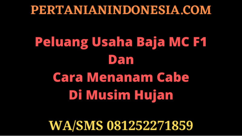 Peluang Usaha Baja MC F1 Dan Cara Menanam Cabe Di Musim Hujan