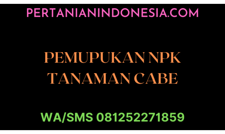 Pemupukan NPK Cara, Dosis Dan Kombinasi Pupuk Terbaru Di Tanaman Cabe