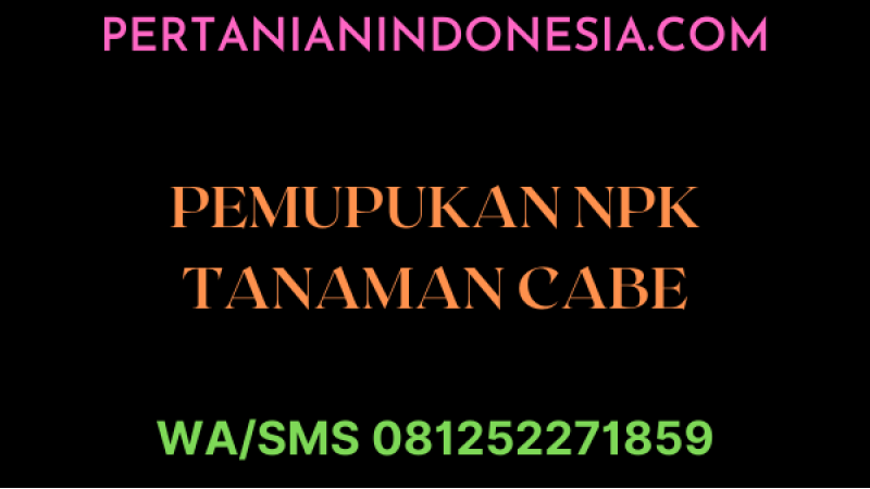 Pemupukan NPK Cara, Dosis Dan Kombinasi Pupuk Terbaru Di Tanaman Cabe