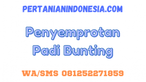 Penyemprotan Padi Bunting Untuk Petani