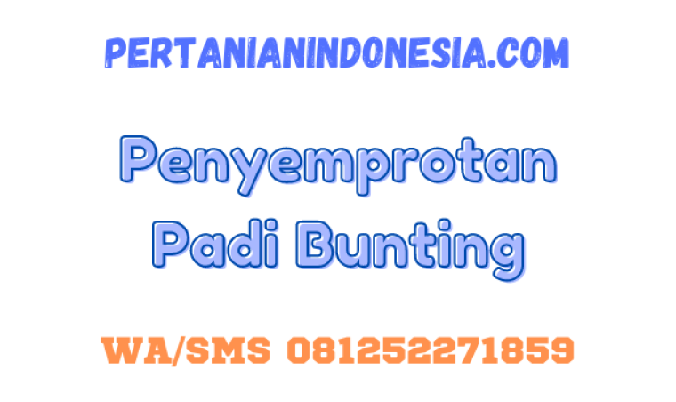 Penyemprotan Padi Bunting Untuk Petani