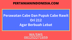 Perawatan Cabe Dan Pupuk Cabe Rawit Ori 212 Agar Berbuah Lebat