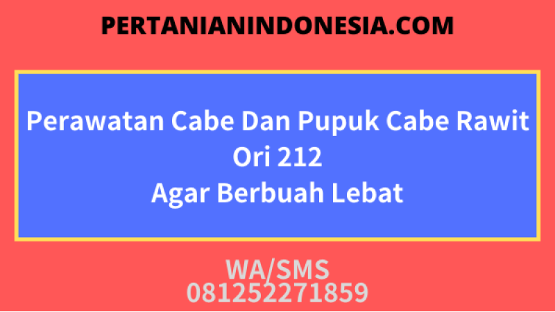 Perawatan Cabe Dan Pupuk Cabe Rawit Ori 212 Agar Berbuah Lebat