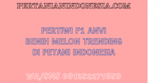 Pertiwi F1 Anvi Benih Melon Trending Di Petani Indonesia