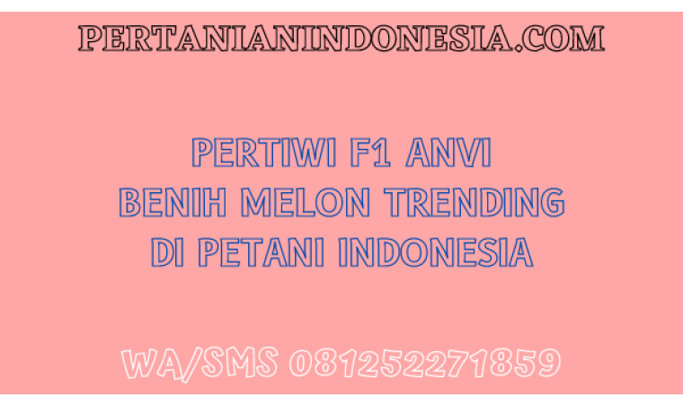 Pertiwi F1 Anvi Benih Melon Trending Di Petani Indonesia