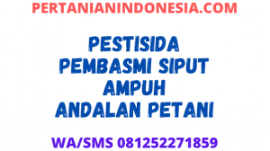 Pestisida Pembasmi Siput Ampuh Andalan Petani